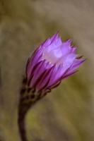 /album/fotogaleria-fotografia-macro/calella-28-640x480-jpg/